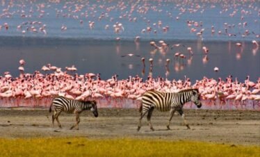 Lake Manyara Full-Day Wildlife Safari Adventure