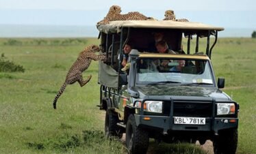 Mikumi National Park Full-Day Safari