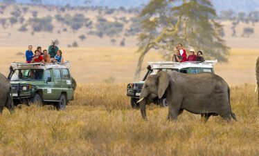 Ngorongoro Crater Tanzania Wildlife Wonderland