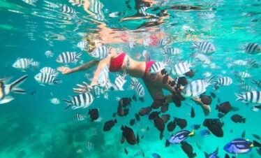Dolphin Adventure Trip
